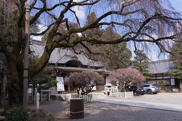 長良天神神社の枝垂桜と拝殿