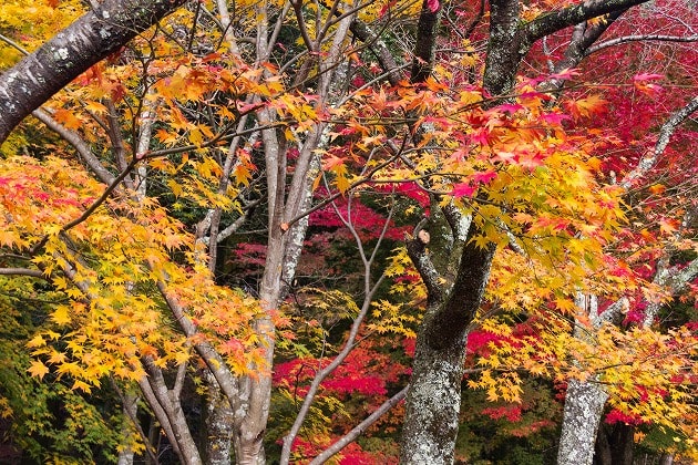 鶏足寺の紅葉