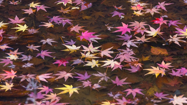 紅葉庭園「錦景苑」の池に浮かぶ落葉