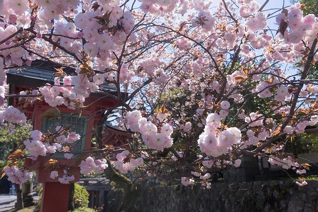 南宮大社の八重桜