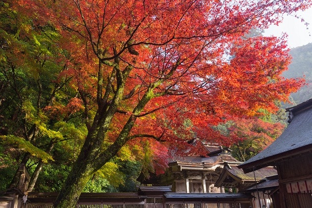 大矢田神社の本殿と紅葉