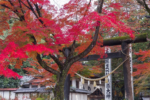 洲原神社の鳥居と紅葉